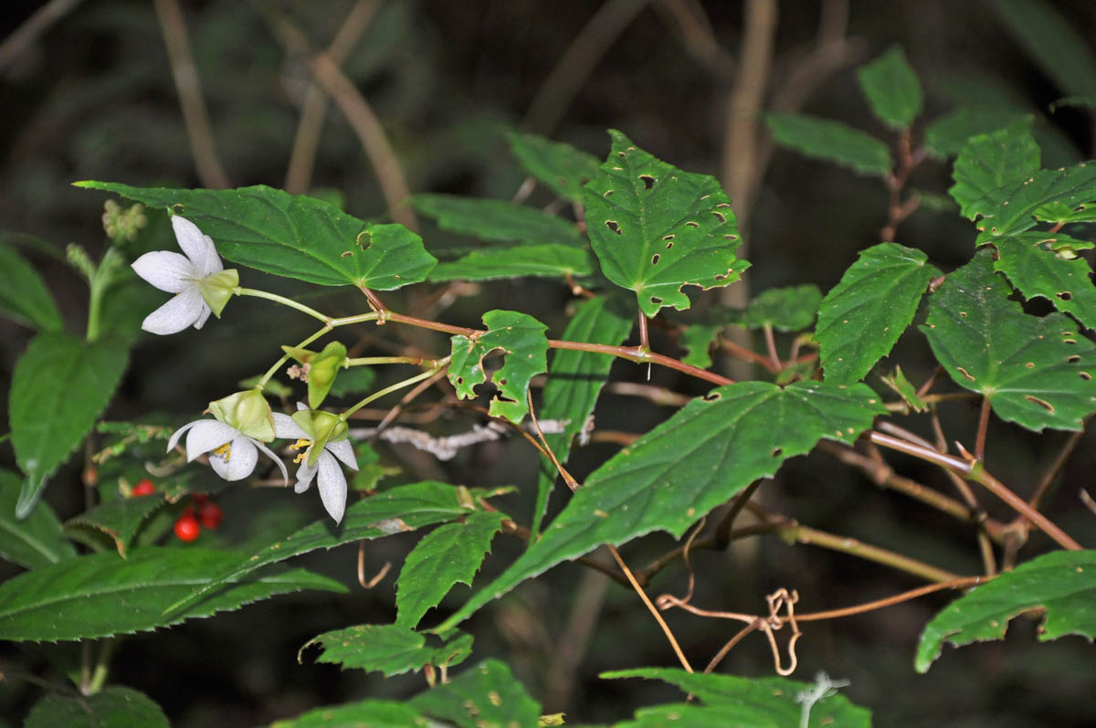 B. malindangensis
